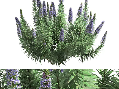 Beautiful Purple Flowered Shrub With Lush Green Leaves And Vibrant Blooms 3d model