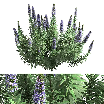 Beautiful Purple Flowered Shrub With Lush Green Leaves And Vibrant Blooms 3d model