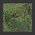 Frog Resting on Green Lily Pad Amidst Duckweed Covered Water Surface