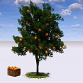 Lush Orange Tree Bearing Ripe Fruits With Basket Of Oranges Below