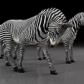 Three Zebras With Black White Stripes Standing On Gray Floor Against Black Background