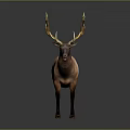 Realistic Standing Elk With Large Antlers And Brown Coat Against Gray Background