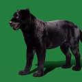 Realistic Black Panther Game Movie Character 3D Model on Green Background