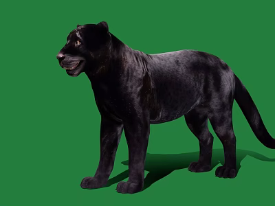 Realistic Black Panther Game Movie Character 3D Model on Green Background 3d model