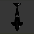 Orca Marine Animal Model With Black And White Body Dorsal Fin And Pectoral Fin
