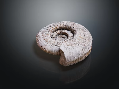 Preserved Ammonite Fossil Spiral Shell with Textured Surface Ancient Marine Animal 3d model