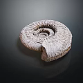 Preserved Ammonite Fossil Spiral Shell with Textured Surface Ancient Marine Animal