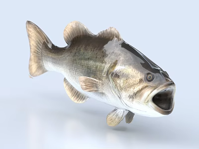 Freshwater Largemouth Bass Aquatic Animal With Silver Dark Body And Open Mouth 3d model