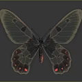Colorful Butterfly Featuring Transparent Wings With Black Pink Spots And Greenish Patterns