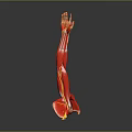 Medical Device Anatomical Arm Model Displaying Detailed Muscle And Vessel Structures