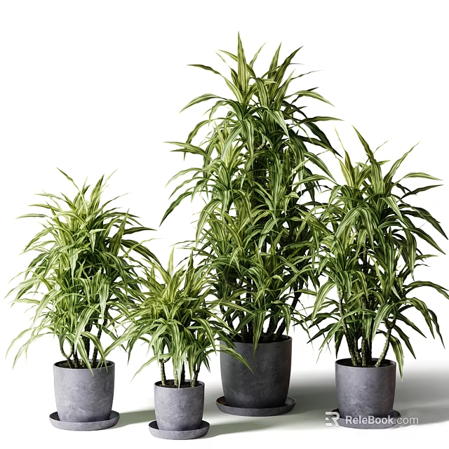 Green Bonsai Plants With Lush Leaves In Gray Modern Planters Of Different Heights 3d model 