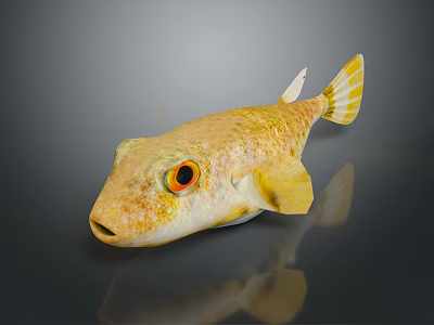 Vibrant Yellow Spotted Pufferfish with Red Eyes White Fins and Tail in Dark Background 3d model