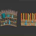 Medical Device Biological Membrane Structure With Double Layer Colorful Stripes And Blue Components