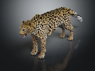 Leopard With Spotted Fur Standing On Dark Surface Showing Open Mouth And Reflection 3d model