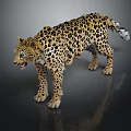 Leopard With Spotted Fur Standing On Dark Surface Showing Open Mouth And Reflection 3d model