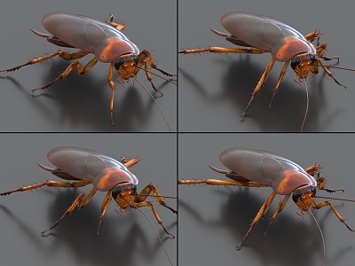 Cockroaches with binding and crawling animation Xiaoqiang insect pests 3d model