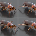 Cockroaches with binding and crawling animation Xiaoqiang insect pests 3d model