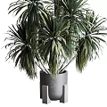 Bonsai Potted Plant With Lush Green Leaves In Decorative Gray Pot