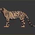 Realistic Spotted Wild Cat with Brown And Black Patterned Fur Standing on Dark Reflective Surface