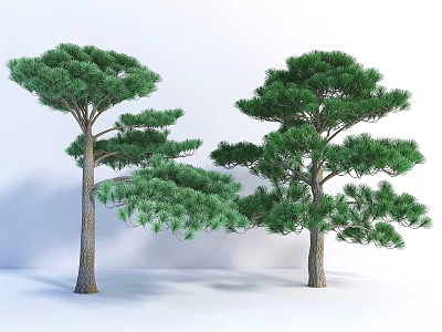 Two Lush Pine Trees with Green Foliage and Tall Trunks on White Background 3d model