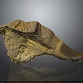 Paleontologist Examining Ancient Dinosaur Fossilized Tooth Specimen With Rough Surface Texture