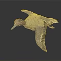 Flying Duck With Brown And Gray Feathers Against Dark Background