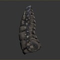 Vertebrae Cervical vertebrae Vertebrae Bone Bone Human Bone Bone Human Body Organ 3d model