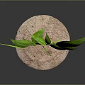 Green Plant With Large Fresh Leaves Growing In Sandy Soil Against Dark Gradient Background