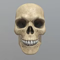 Detailed Handcrafted Human Skull Sculpture With Realistic Facial Features And Texture