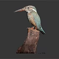 Vibrant colorful kingfisher bird perched gracefully on wooden stump with long beak