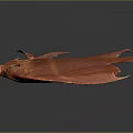 Red Fish With Round Body Large Eyes And Red Fins On Gray Background