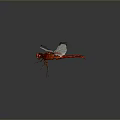 Red Dragonfly With Spread Transparent Wings On Dark Background Showing Natural Beauty