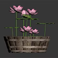 Frog Sitting On Green Lotus Leaf With Pink Flowers In Wooden Bucket