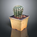 Green Spiky Cactus Plant in Square Terracotta Pot with Brown Base