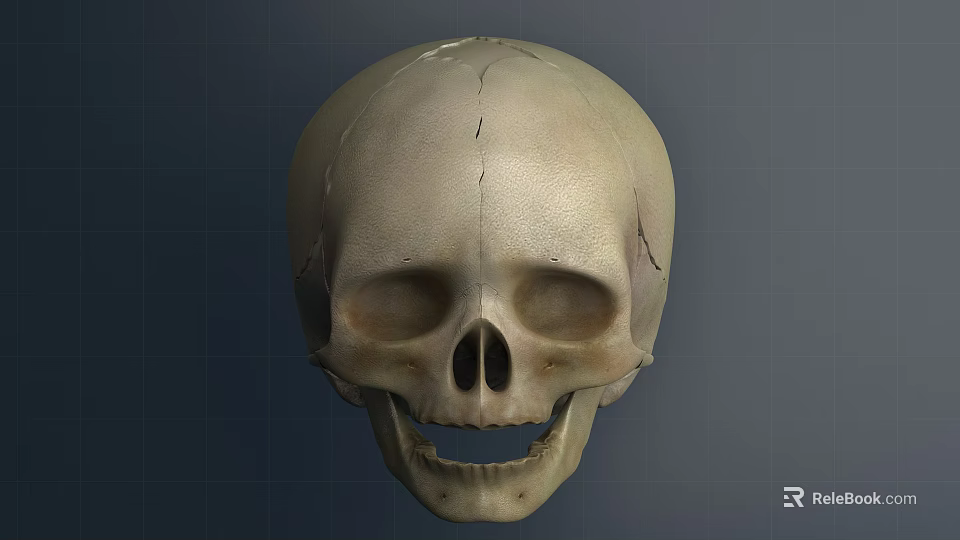 High Quality Human Skull Model Medical Device For Anatomical Education And Training 3d model 