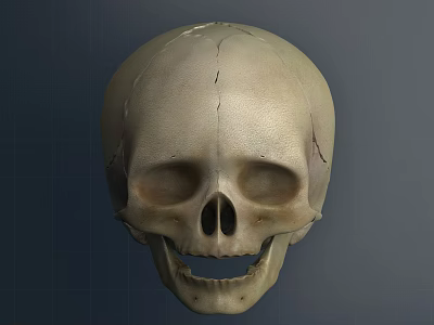 High Quality Human Skull Model Medical Device For Anatomical Education And Training 3d model