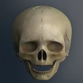 High Quality Human Skull Model Medical Device For Anatomical Education And Training