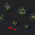 Allium Mongolicum Grass Like Plants With Different Sizes Arranged On Dark Background