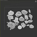 Various Types of Seashells Collection with Different Shapes and Textures Isolated on White Background
