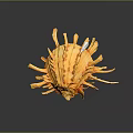Orange Spongy Coral Like Object with Long Thin Projections on Dark Background and Reflection