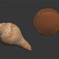 Light Brown Spiral Conch and Orange Red Striped Scallop on Black Background with Reflections
