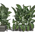 Large Leaf Indoor Potted Plants In Textured Pots For Modern Home Decor