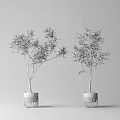 Indoor Bonsai Plants With Slender Trunks And Lush Green Leaves In White Cylindrical Pots