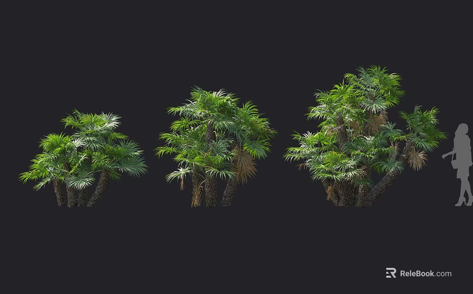 Various Palm Tree Species With Lush Green Foliage And Trunks On Black Background 3d model 