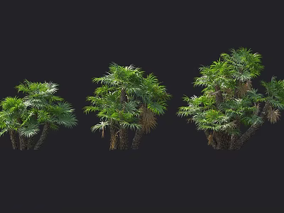 Various Palm Tree Species With Lush Green Foliage And Trunks On Black Background 3d model