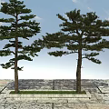Tall Pine Trees Growing on Stone Pavement With Grass Patch Under Blue Sky 3d model