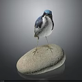Blue Headed White Bodied Bird Perched On Natural Stone Against Dark Background