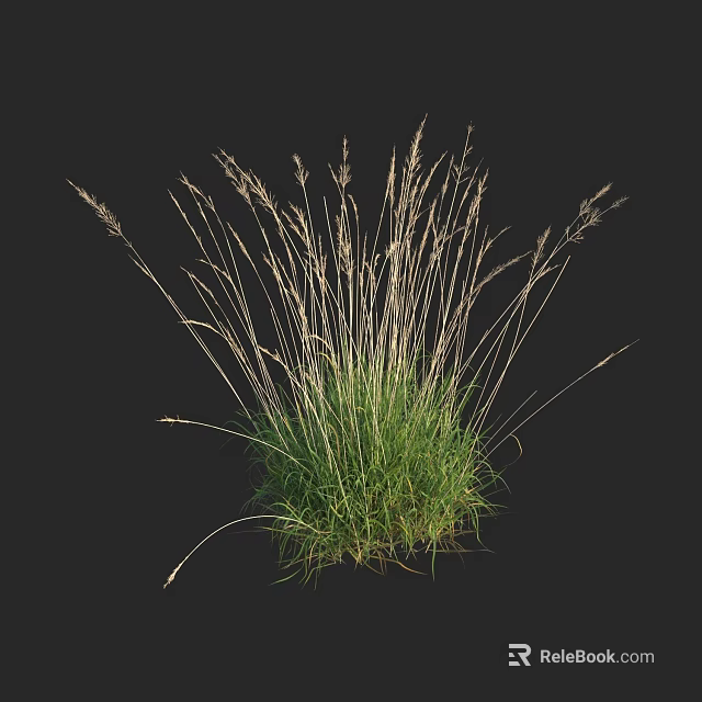 Lush Green Herbaceous Plant With Tufted Growth And Slender Spikelet Stems 3d model 