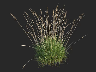 Lush Green Herbaceous Plant With Tufted Growth And Slender Spikelet Stems 3d model