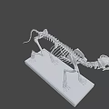 Anatomical Cat Skeleton Model Display On White Base Stand